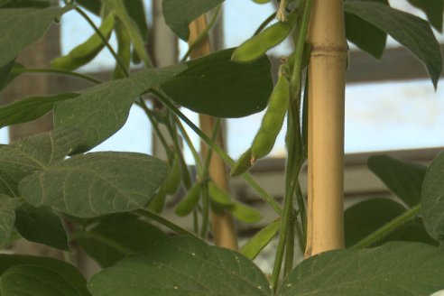 Biocombustibles: la Región Centro teme por la industria de la soja