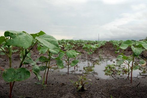 La producción agrícola puede crecer casi 40% gracias a las lluvias