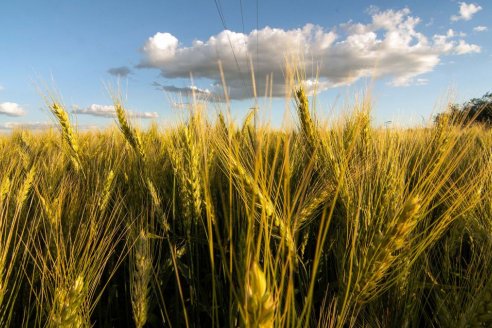 Estiman un crecimiento del 23% para la producción del trigo modelo 2023