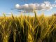 El costo de producir trigo en la provincia no baja de los 3.000 kilos
