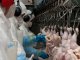 Hay complicaciones en la balanza comercial de la cadena avícola