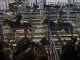 Brote de aftosa sacó a Turquía del mercado mundial de la carne