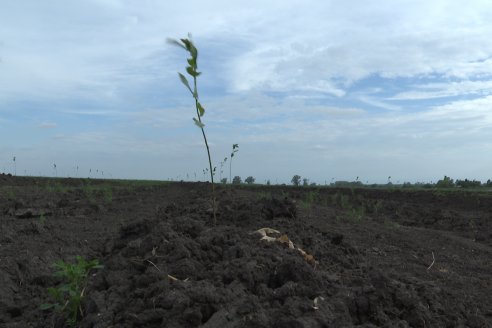 Bio Nogoya - Proyecto de Forestación