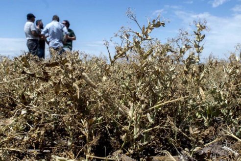 La recolección de los granos de soja avanzó al 20%, con el ritmo que permiten las precipitaciones