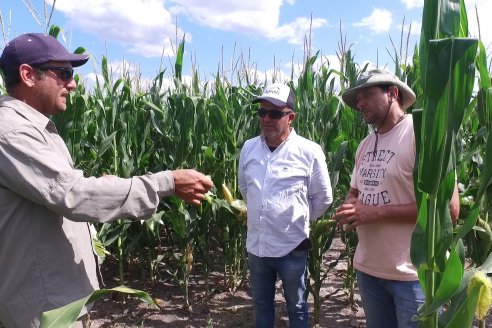 Maiz en Alcaraz - Siembra de Ensayo KWS y Agrofe Campo y KM 3916 Vip3 RR. en campos de productores