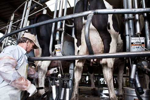 El retraso en el tipo de cambio respecto al proceso inflacionario castiga la renta de los tamberos