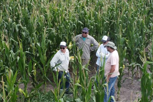 Productores asociados de Alcaraz están fundando una nueva cultura maicera para hacer crecer el norte