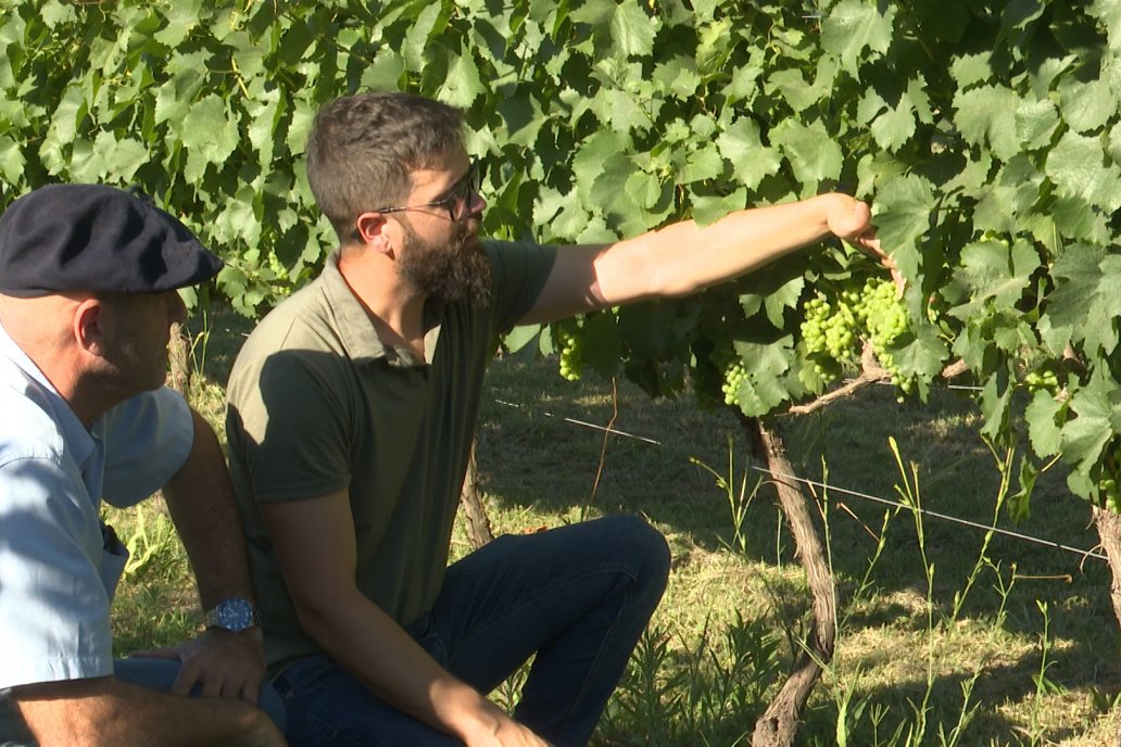 Se cuentan entre los primeros en cosechar, la zafra arranca al despuntar enero.