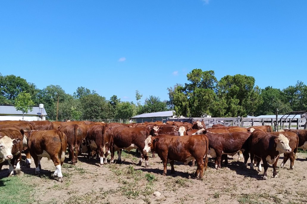 Coninagro cree que negocio y producción ganadera va por el sendero del repunte.