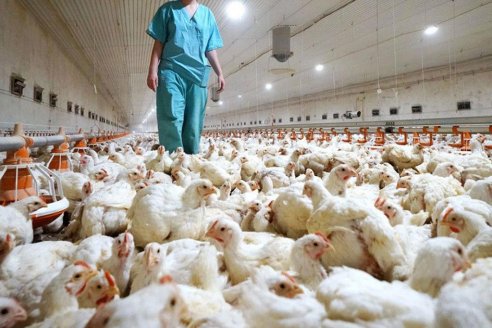 Industriales avícolas de la provincia se preparan para recibir la visita de los auditores chinos