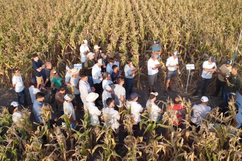 En campos de Urdinarrain, el maíz bien manejado perfila rendimientos para apreciar y valorar