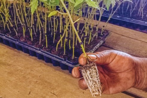 Las hortalizas injertadas expresan una alternativa productiva sustentable