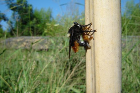 Aumentó la población de moscardones cazadores de abejas