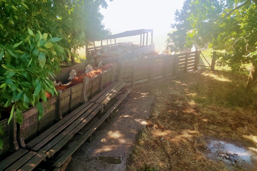 El clima complicó el acceso a los campos al inicio del operativo sanitario.