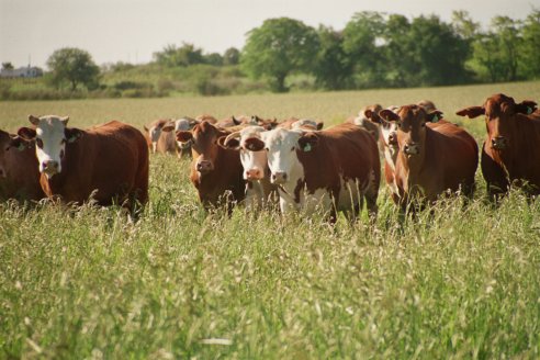 La exportación de carne va viento en popa y se ubica entre las mejores de los últimos 57 años