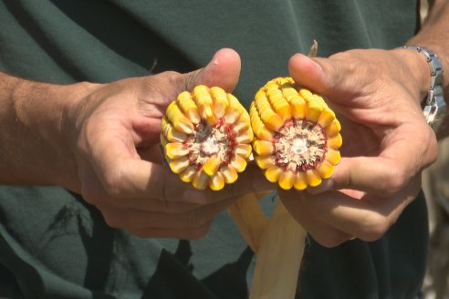 Cosecha de Maiz y Recorrida por Ensayos de Hibridos junto a Agrofe Campo y KWS en Victoria