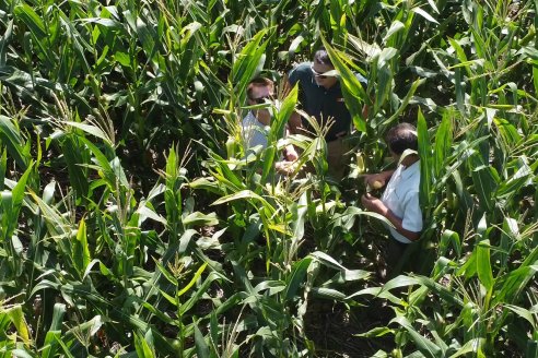 Cosecha de Maiz y Recorrida por Ensayos de Hibridos junto a Agrofe Campo y KWS en Victoria