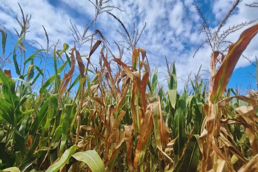 Campos de las Experimentales Paraná y Uruguay quedan bajo el manto del ajuste.