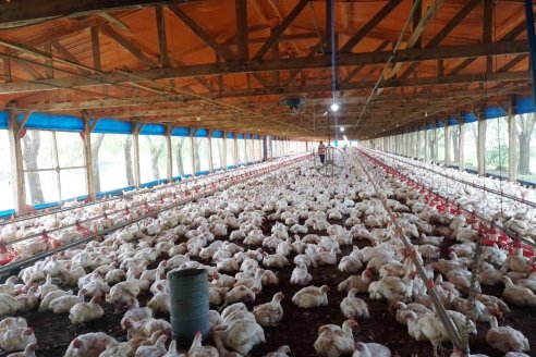 Industriales avícolas cruzaron datos con proveedores locales
