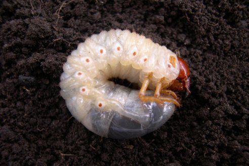 Enseñan a proteger cultivos invernales de los gusanos blancos