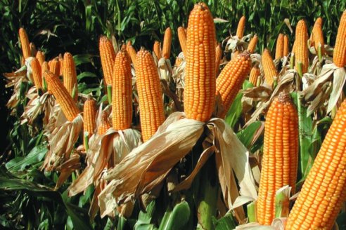 Germoplasma, manejo eficiente y colaboración; las estrategias de Bayer para un maíz rentable y sostenible