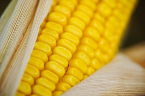 China amplió su paleta de compras para maíz argentino