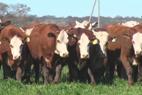 Gastón Rinaldi: "La vaca muchas veces cumple el rol de conservar valor"