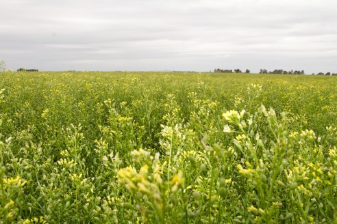 La planta que florece para reemplazar al barbecho químico