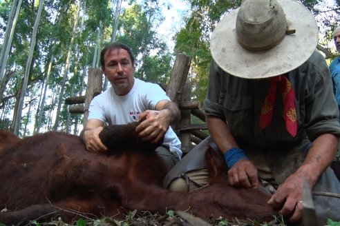 Martiarena reveló que hay 900 campos registrados con garrapatas, pero que en realidad son más