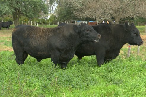 5 de julio, remate especial Angus de cabaña Coembotá