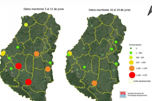Informe de situación: !Aunque no la veamos, la chicharrita está!
