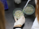 Desde este lunes rige un nuevo protocolo para controlar semillas