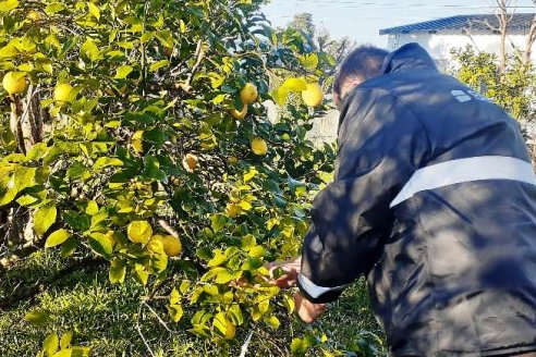 Hacen control urbano de plantas citrícolas para prevenir HLB