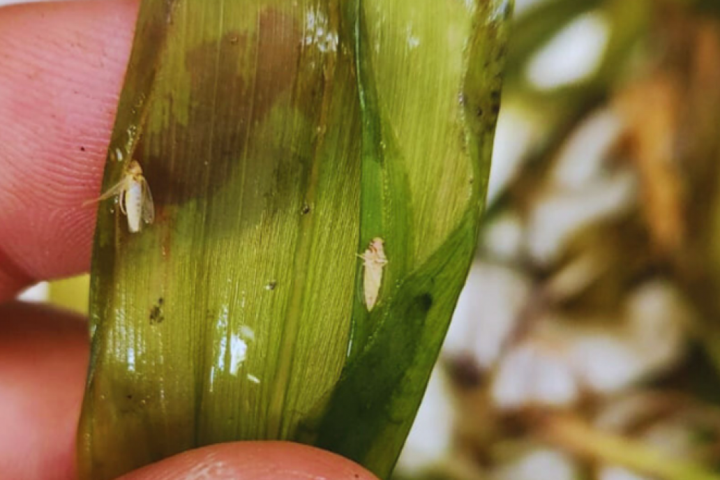 La plaga empuja a los agricultores hacia la salida del cultivo.