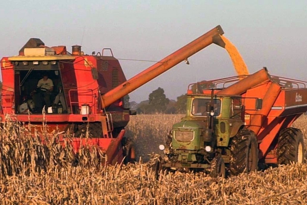 Proyectan que la producción de maíz se situaría en 1.403.600 toneladas.