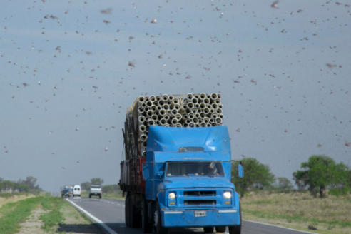 Hay tres provincias en vilo por los ataques de las langostas