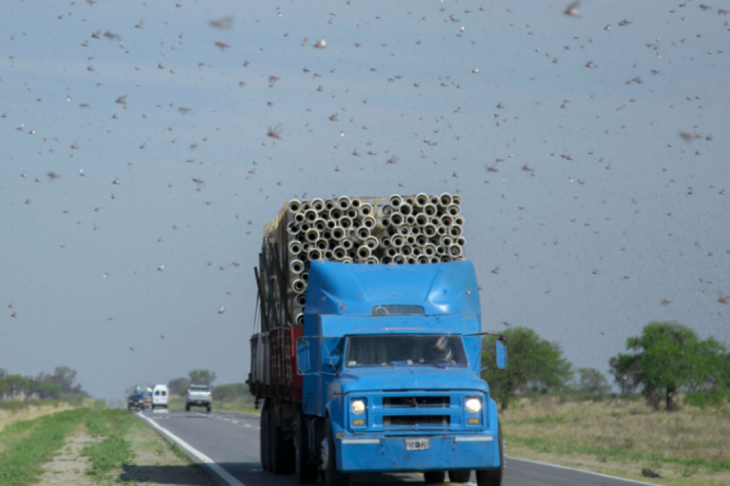 Los insectos acechan en Córdoba, La Rioja y Catamarca.