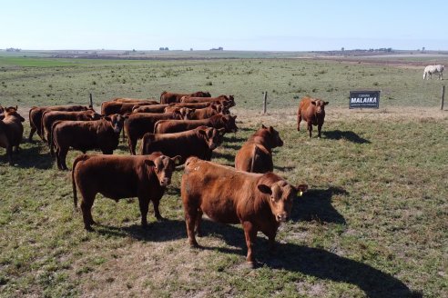 Dia a Campo de Cabaña Malaika previo al 3° Remate Anual el próximo 6 de Septiembre en Feria Maria Dolores