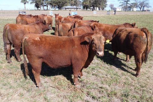 Dia a Campo de Cabaña Malaika previo al 3° Remate Anual el próximo 6 de Septiembre en Feria Maria Dolores