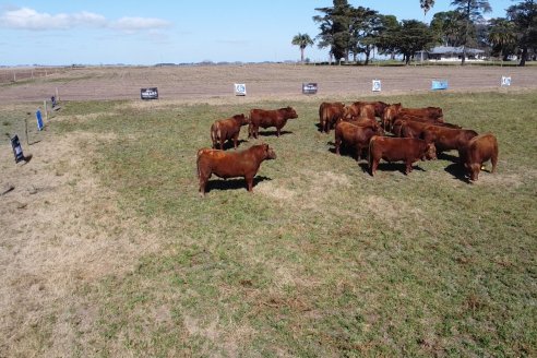 Dia a Campo de Cabaña Malaika previo al 3° Remate Anual el próximo 6 de Septiembre en Feria Maria Dolores