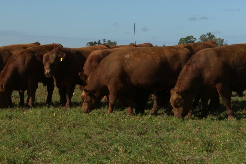 Dia a Campo de Cabaña Malaika previo al 3° Remate Anual el próximo 6 de Septiembre en Feria Maria Dolores