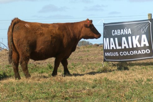 Dia a Campo de Cabaña Malaika previo al 3° Remate Anual el próximo 6 de Septiembre en Feria Maria Dolores