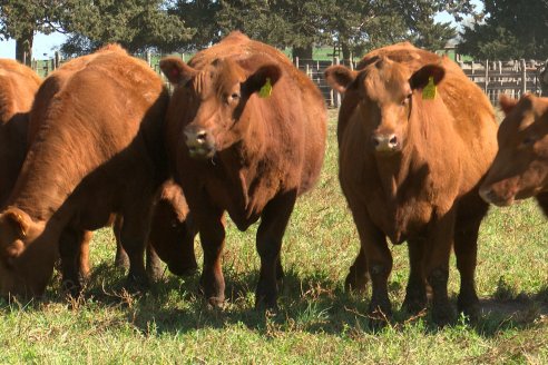 Dia a Campo de Cabaña Malaika previo al 3° Remate Anual el próximo 6 de Septiembre en Feria Maria Dolores