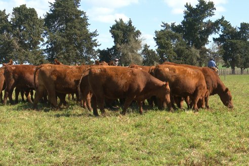 Dia a Campo de Cabaña Malaika previo al 3° Remate Anual el próximo 6 de Septiembre en Feria Maria Dolores