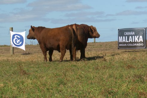 Dia a Campo de Cabaña Malaika previo al 3° Remate Anual el próximo 6 de Septiembre en Feria Maria Dolores