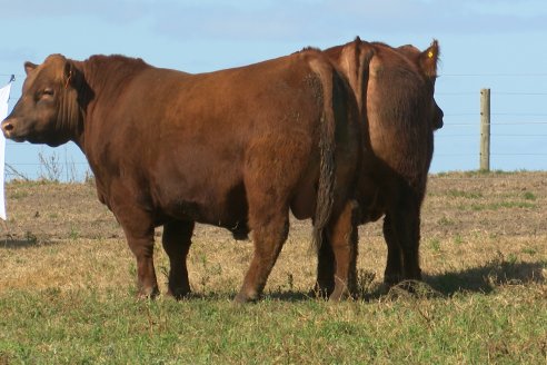 Dia a Campo de Cabaña Malaika previo al 3° Remate Anual el próximo 6 de Septiembre en Feria Maria Dolores