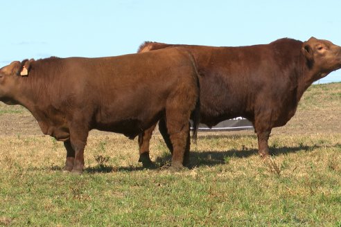 Dia a Campo de Cabaña Malaika previo al 3° Remate Anual el próximo 6 de Septiembre en Feria Maria Dolores