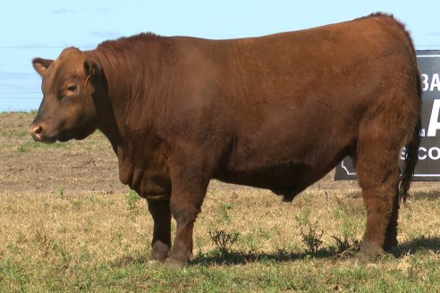 Dia a Campo de Cabaña Malaika previo al 3° Remate Anual el próximo 6 de Septiembre en Feria Maria Dolores