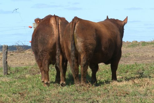 Dia a Campo de Cabaña Malaika previo al 3° Remate Anual el próximo 6 de Septiembre en Feria Maria Dolores