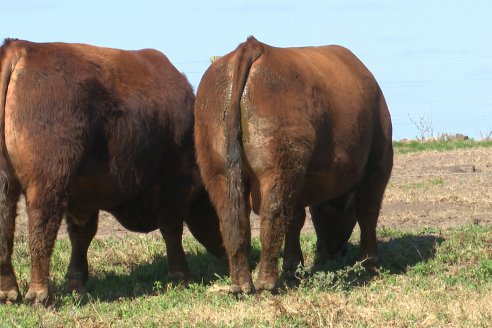 Dia a Campo de Cabaña Malaika previo al 3° Remate Anual el próximo 6 de Septiembre en Feria Maria Dolores